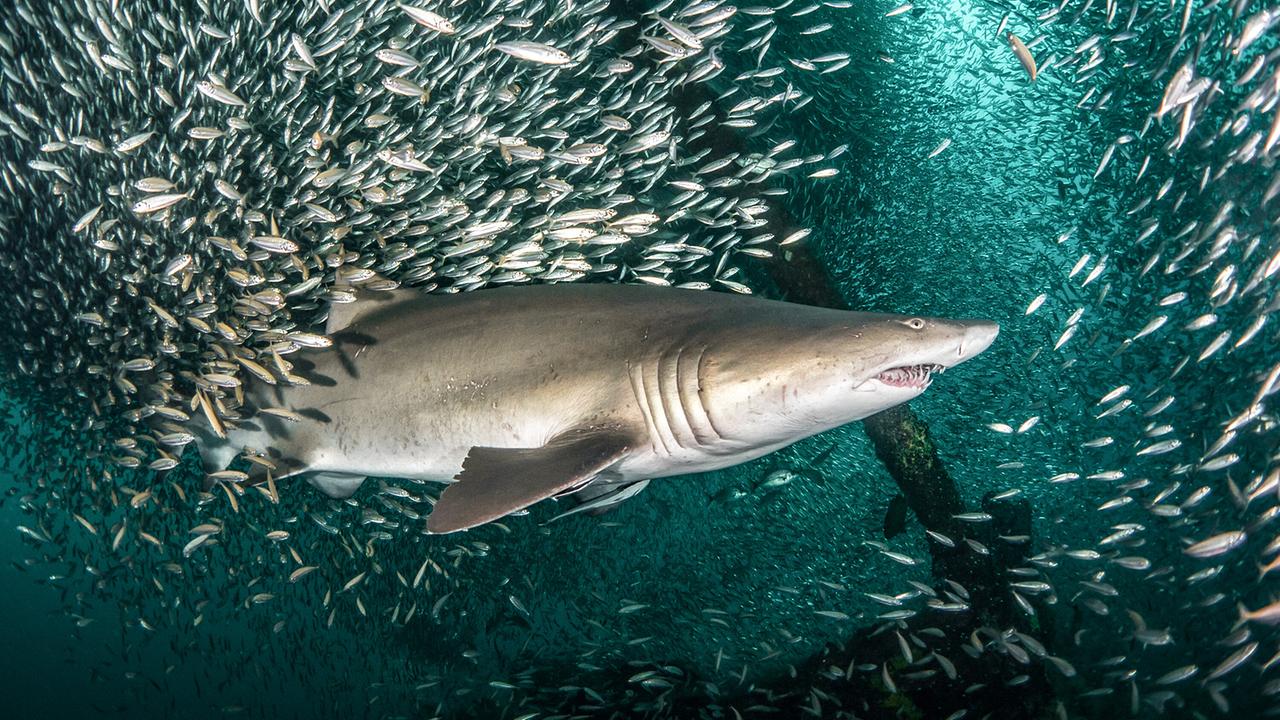 © ORF/Universal/NBC/BBC Studios/Tanya Houppermans Ein Sandtigerhai schwimmt durch einen Makrelenschwarm