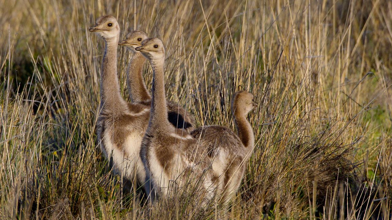 Vier Nandus-Junge im trockenen Gras der südamerikanischen Prärie