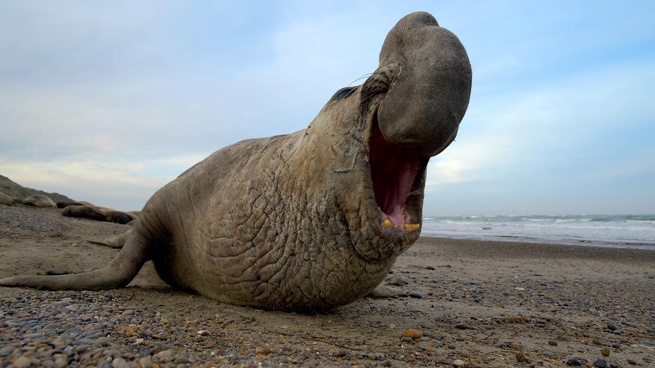 Ein See-Elefant liegt am Felsstrand und öffnet sein Maul