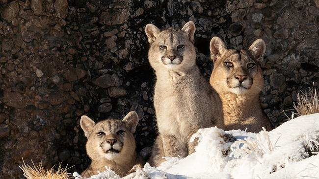 Ein Puma-Weibchen und zwei Jungtiere sitzen hinter einer verschneiten Anhöhe und blicken in die Ferne