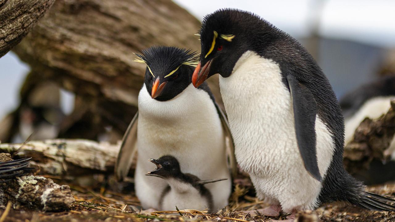 Zwei erwachsene Felsenpinguine bei der Nestpflege, vor ihnen am Boden ihr kleines Küken