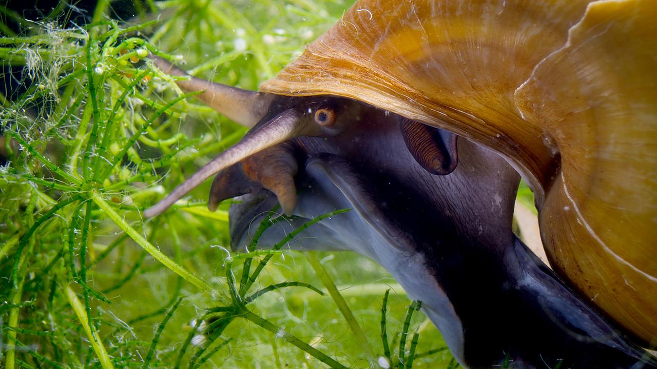 Eine Apfelschnecke im Wasser, das schwarzblaue Tier in seinem hellbraunes Schneckenhaus