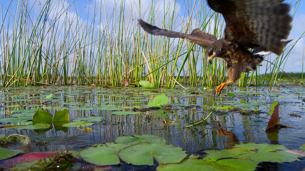 Ein Schneckenbussard bei der Jagd, mit ausgebreiteten Schwingen blickt er auf die Oberfläche eines Seerosenteichs, seine Fänge bereit zum Zupacken