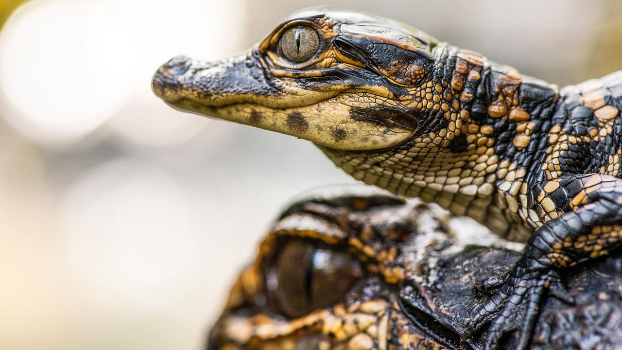 Ein Alligator-Junges sitzt auf dem Kopf des erwachsenen Muttertiers