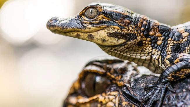 Ein Alligator-Junges sitzt auf dem Kopf des erwachsenen Muttertiers