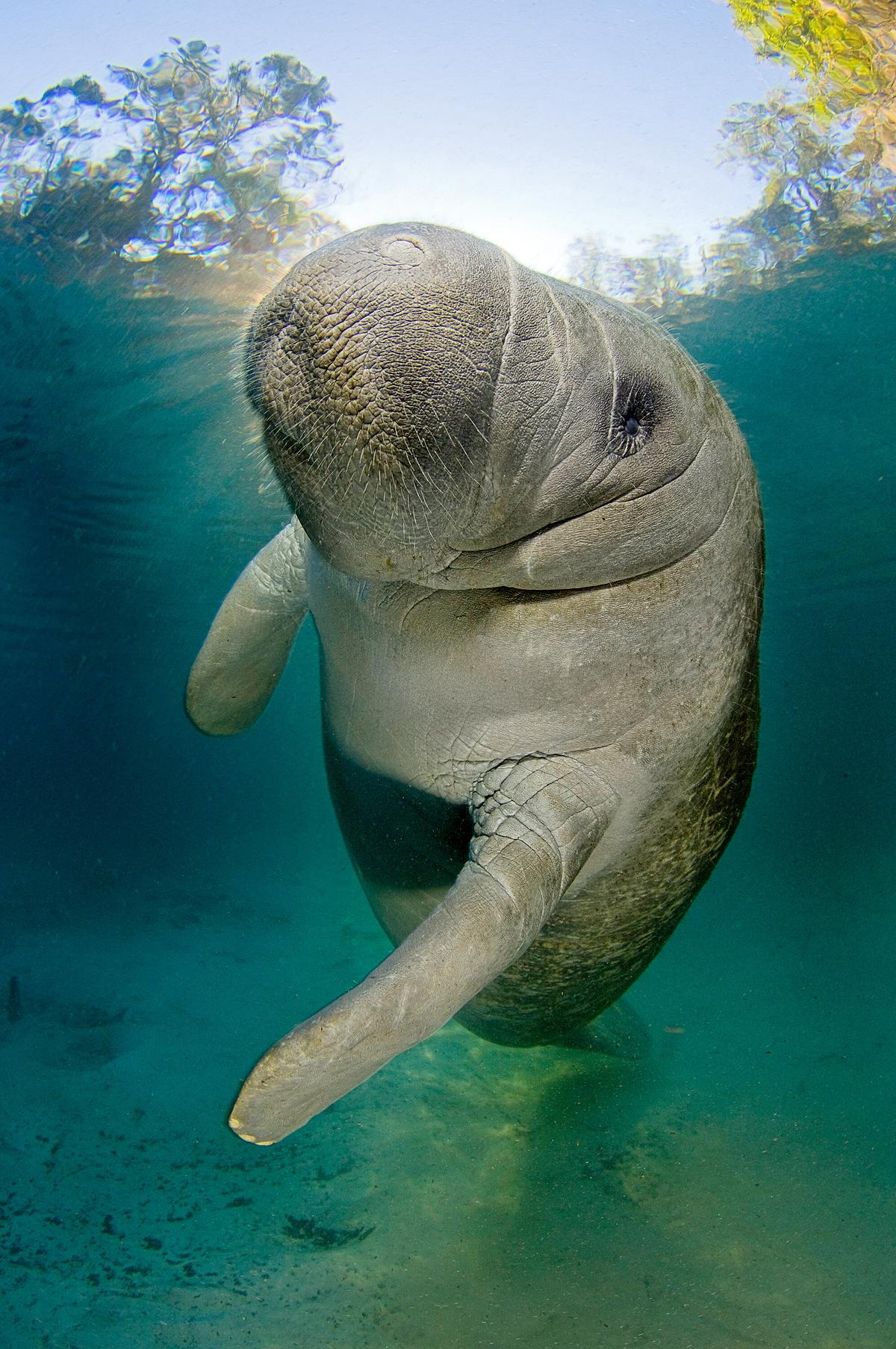 Ein junger Manati im Süßwasser der Mangrovenwälder Floridas
