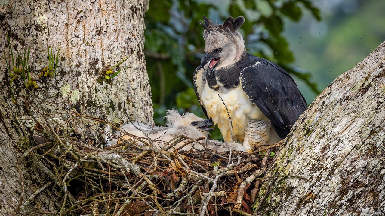 Eine Harpyie und ihr Küken in ihrem Horst in einer Astgabel eines großen Baumes