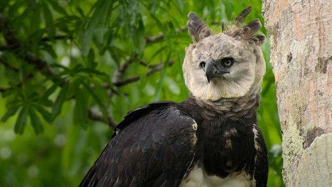 Eine Harpyie, der größte Greifvogel der Tropen, schwarzes Gefieder am Körper, hellgraue Krause rund um den Kopf und einzelne braune Feder am Haupt