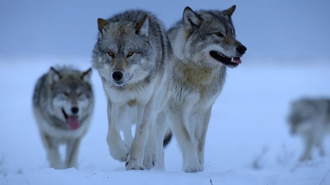 Vier Wölfe streunen bei Dämmerung durch die verschneite Ebene
