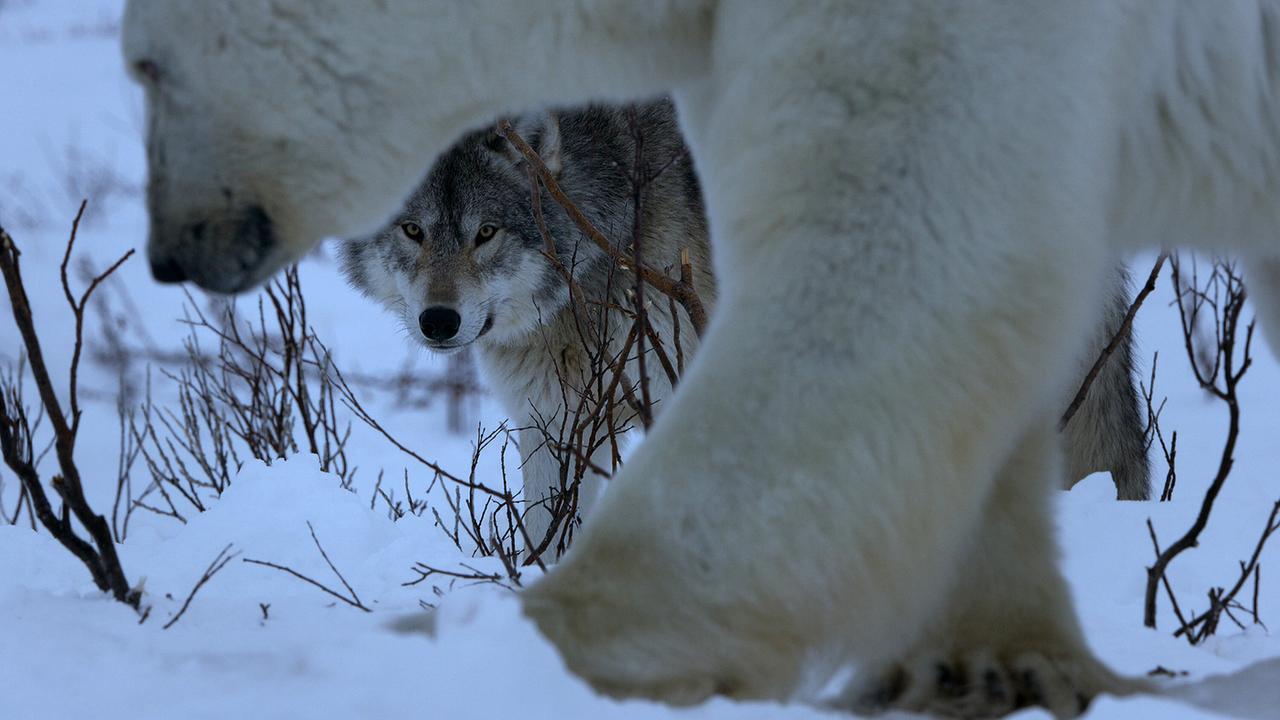 Die Wege eines Eisbären und eines Wolfes kreuzen sich bei der Dämmerung in der weiten, verschneiten Landschaft