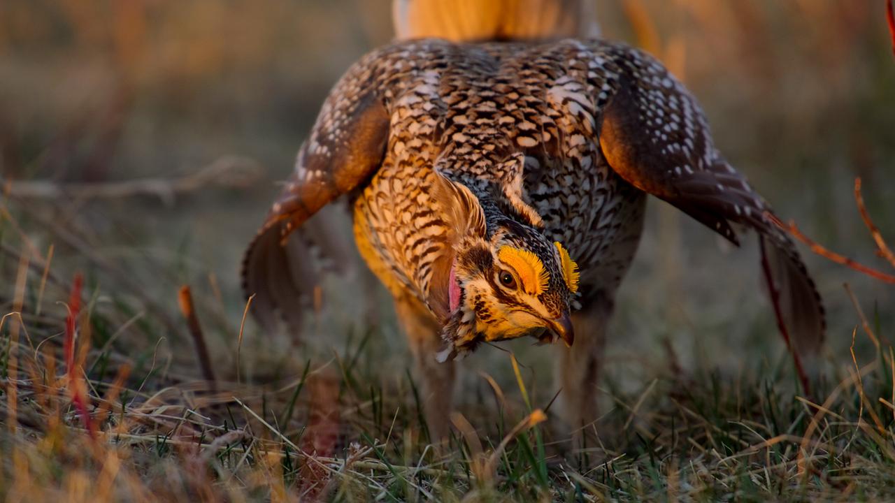 Ein Schweifhun mit braun-weiß-schwarz geflecktem Gefieder bei der Balz, von der tiefstehenden Sonne orange beleuchtet
