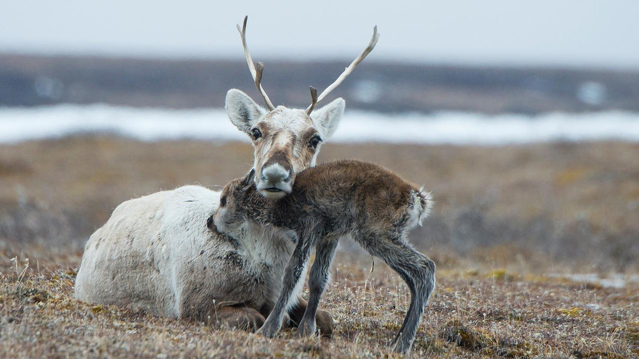 Ein neugeborenes Rentierkalb schmiegt sich an seine Mutter, die in der kargen Landschaft Alaskas am Boden liegt und das Kalb mit ihrem Hals und Kopf berührt