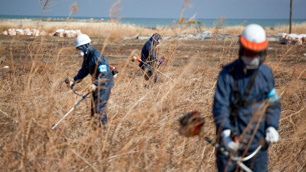 Männer gehen in dunkelblauen Overalls, Gesichtsmasken, Atemschutz und weißen Helmen mit Motorsensen durch einen Schilfgürtel am Meer 