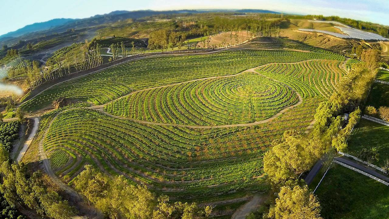 Auf APRICOT LANE FARMS wachsen heute 10.000 Obstbäume mit über 75 verschiedenen Steinobstsorten, es gibt eine biodynamische Avocado- und eine Zitronenplantage.