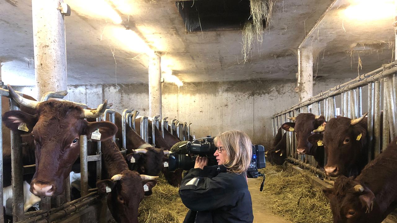 Kamerafrau Gabriele Hanke im Stall bei den Rindern
