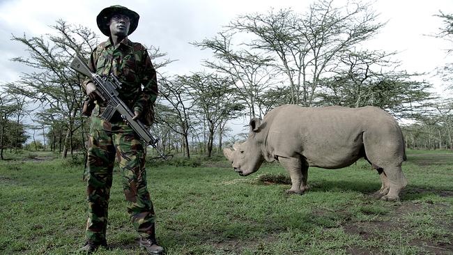 Im Pejata Conservatory am Stadtrand von Nairobi schützen mit Gewehren bewaffnete Wächter die letzten verbliebenen Exemplare des nördlichen Breitmaulnashorns vor Wilderern