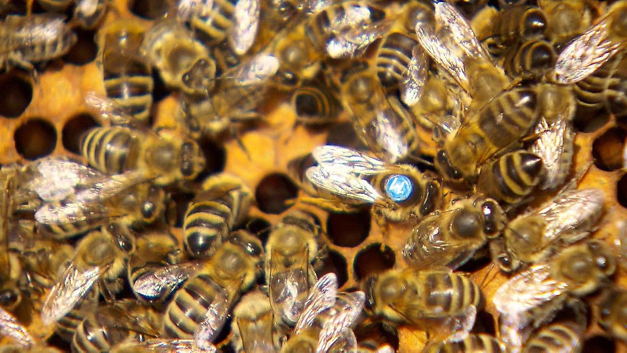 Bienen und Blümchen: Das große Geschäft mit den kleinen Tierchen 
