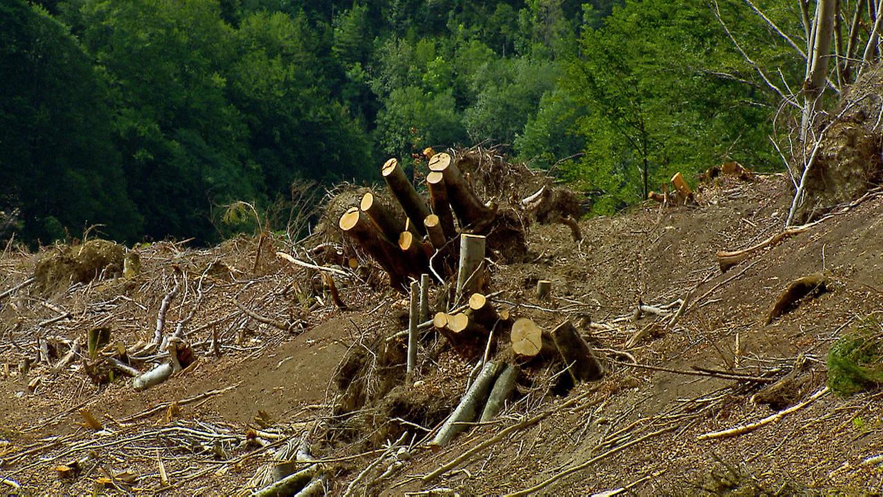Zukunft der Forstwirtschaft