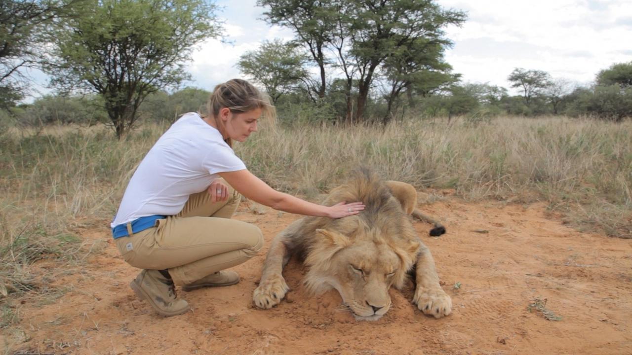 © Java Films / ORF Die französische Reporterin Olivia Mokiejewski mit einem erlegten Löwen in Südafrika