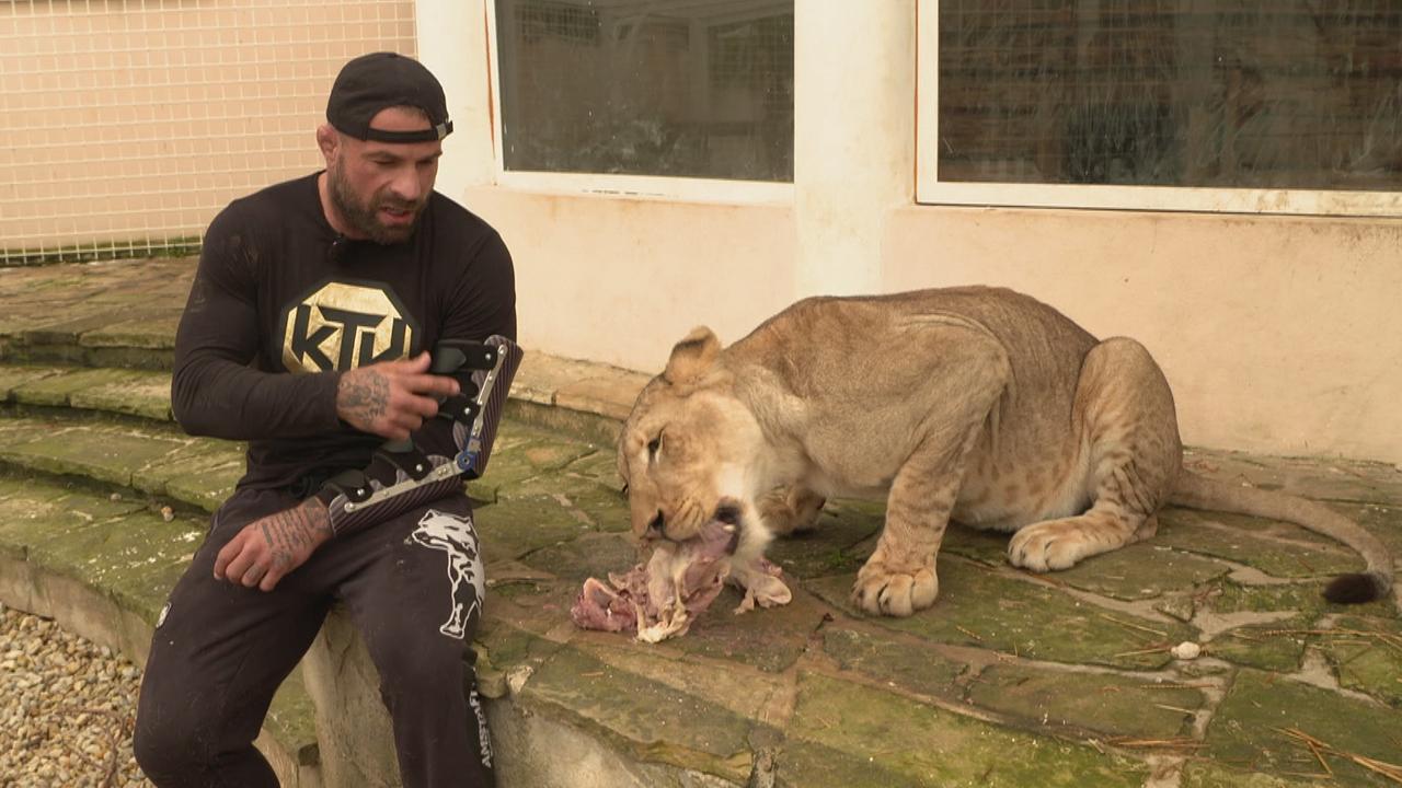 Kampfsportler Karel “Karlos“ Vemola füttert seine Löwin