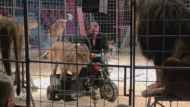 Eine Löwin im Zirkus Humberto als Sozius am Motorrad