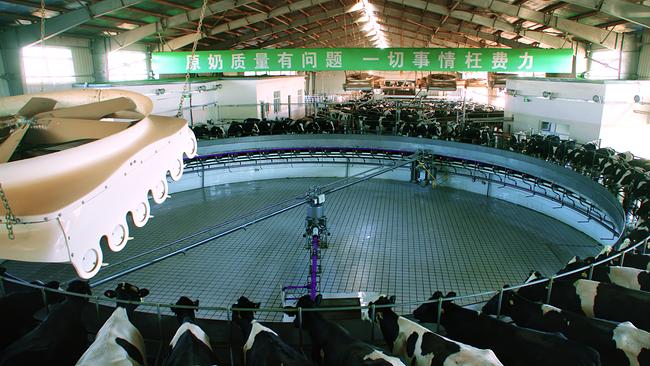 Hochtechnisierte Kuhhaltung mit Melkkarussell in China