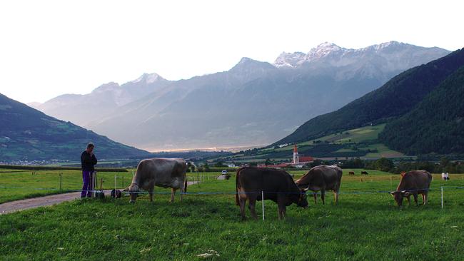 Der Südtiroler Kleinbauer Alexander Agethle bringt seine Kühe auf die Weide 