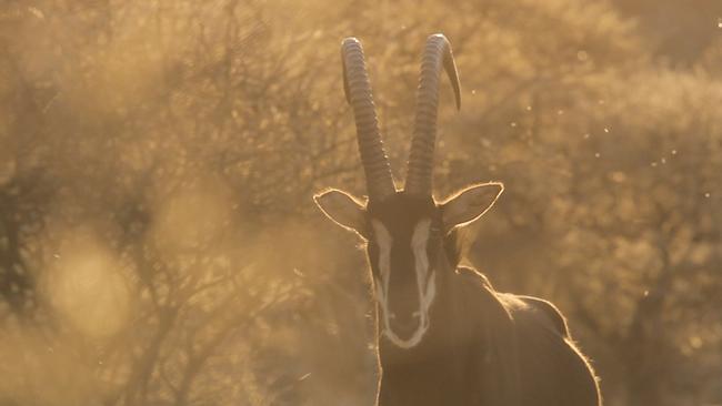 © Java Films / ORF Bereits über 10.000 südafrikanische Farmer züchten Tiere für die Jagd. Besonders wichtig sind Kopf und Hörner der Tiere – die künftigen Jagdtrophäen.