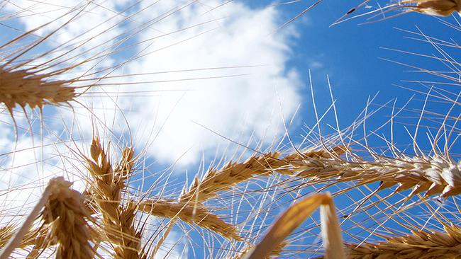 Gefährlicher Weizenmangel: Der Ukraine-Krieg könnte zu einer globalen Hungerkrise führen