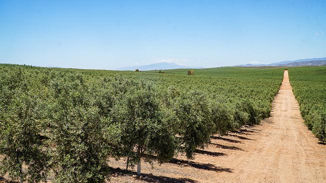 Süd-Spanien: Eine 5000 Hektar große Plantage mit Olivenbäumen benötigt täglich, nach Angaben von Naturschützern, 60.000 Tonnen Wasser. Inmitten der Halb-Wüste bei Tabernas.