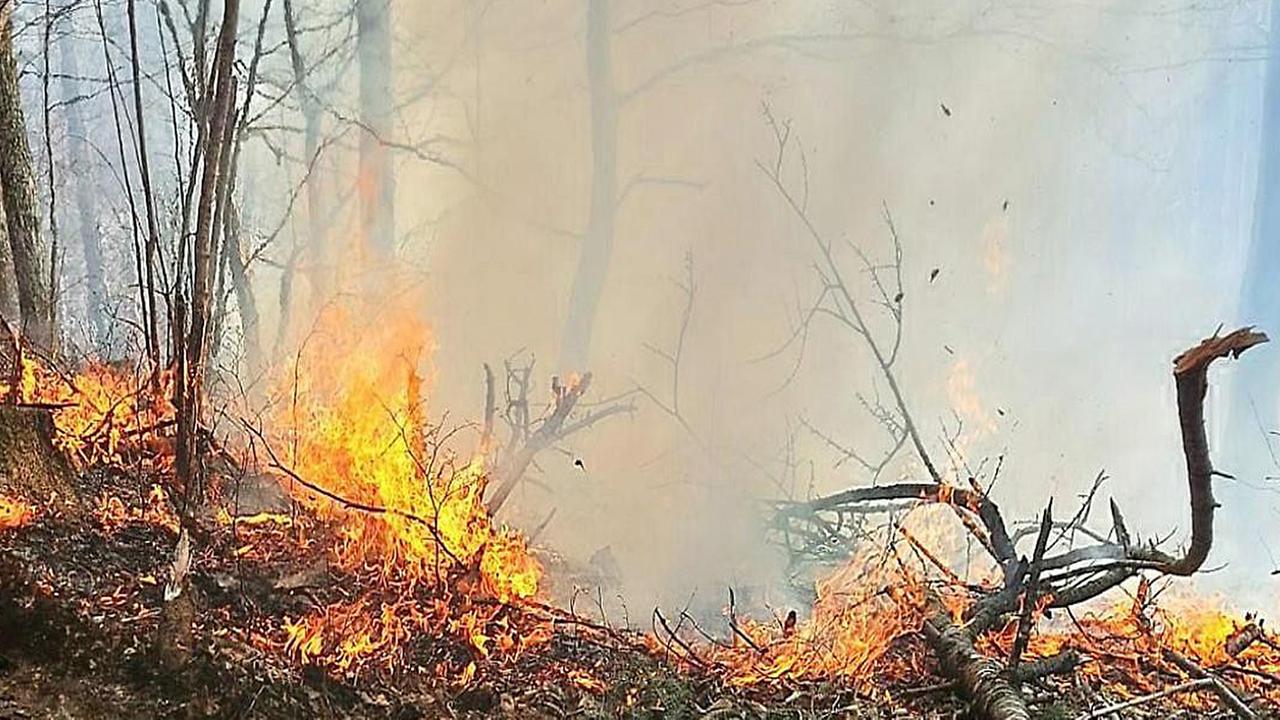 Wälder in Flammen: Warum wir uns an Brände gewöhnen werden müssen