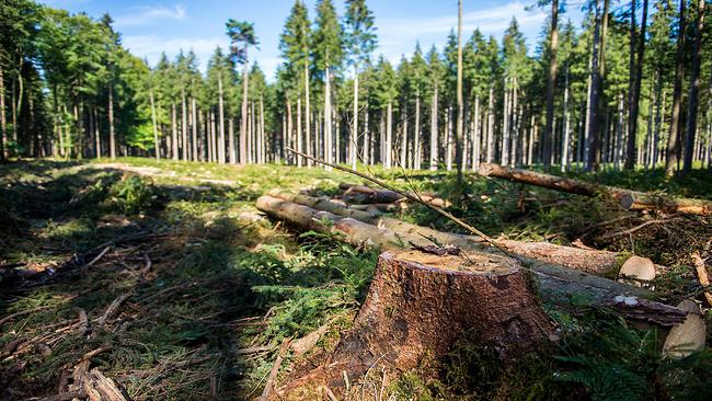 Legaler Kahlschlag: Wie Naturschutzgebiete abgeholzt werden