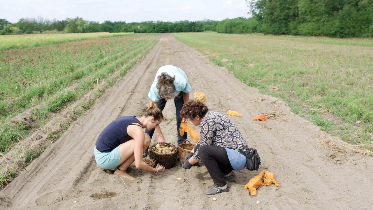 Familie Schmid bei der Ernte