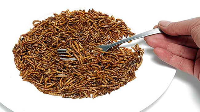 Käfer statt Fleisch: Werden Menschen und Nutztiere künftig Insekten essen?