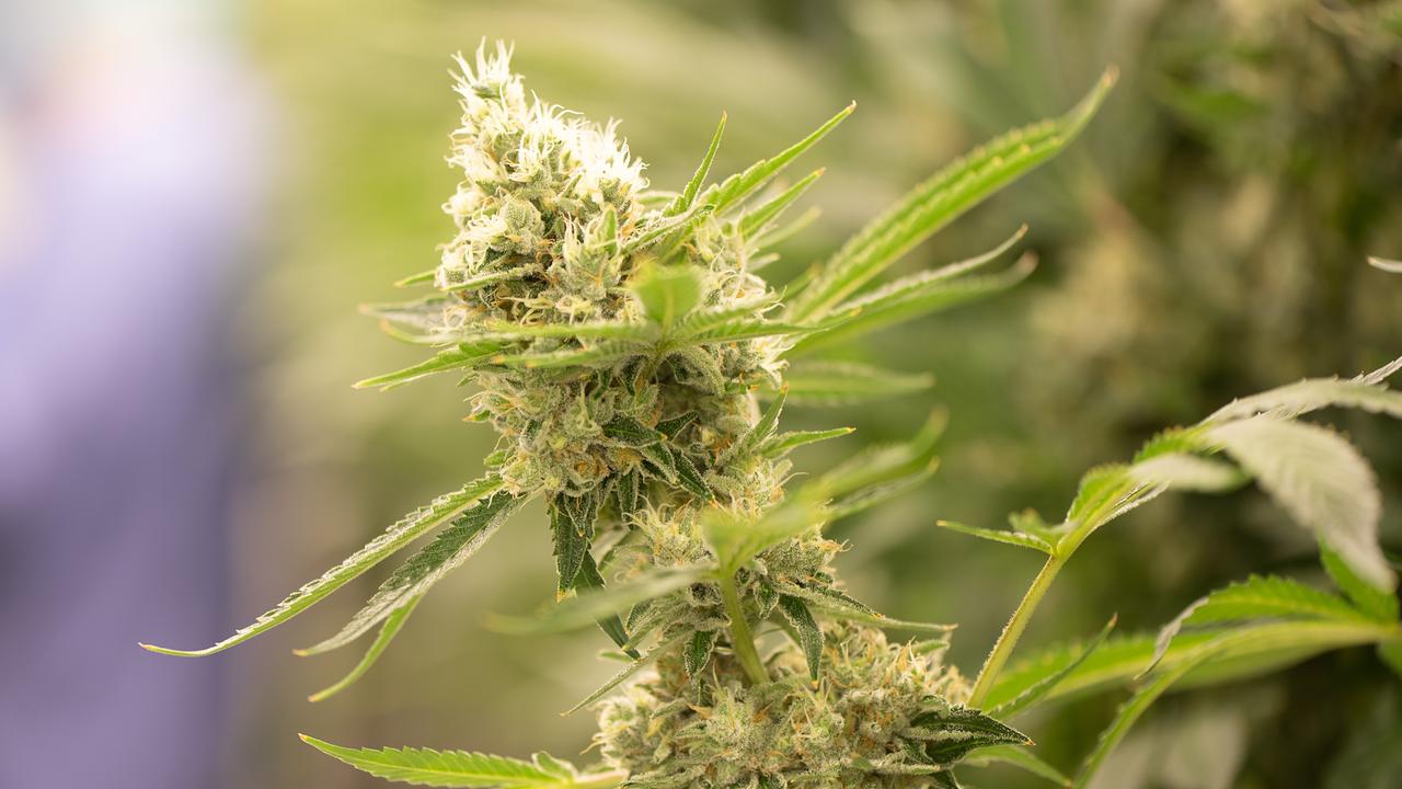 © APA/dpa/Sebastian Kahnert Cannabis-Blüte