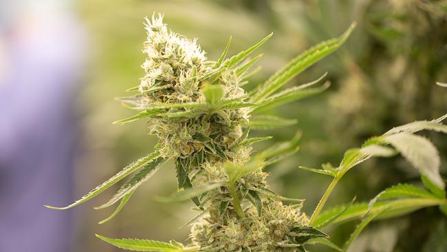Cannabis-Blüte
