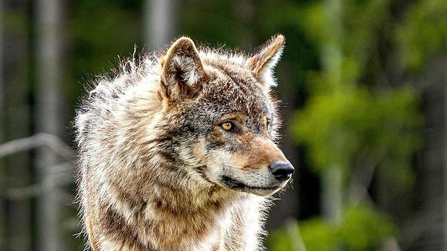 Der böse Wolf: Märchen oder reale Wirtschafts-Gefahr?
