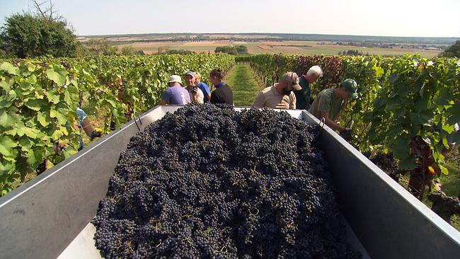 Bei der Weinlesen im Weingarten 