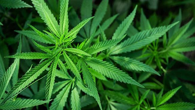 Nüchterne Rechnung: Was bringt eine Cannabis-Legalisierung und was kostet sie?