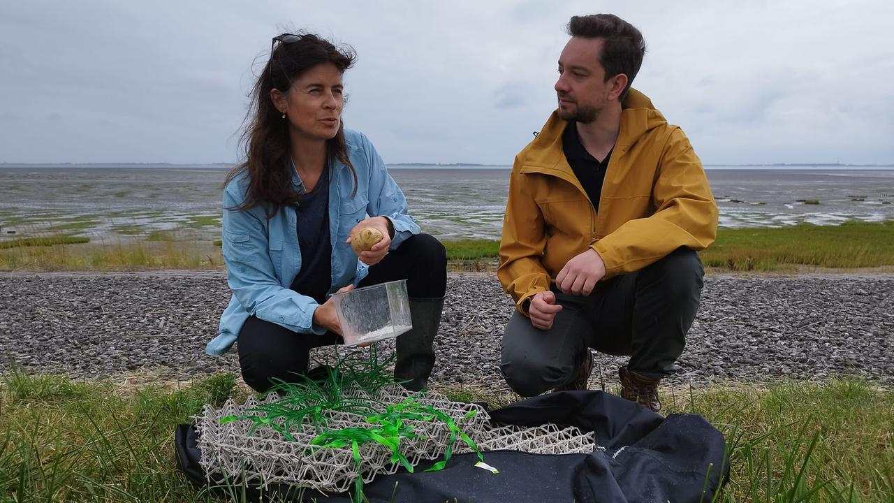 Korrespondent Benedict Feichtner unterwegs mit Biologin Karin Didderen an der niederländischen Küste