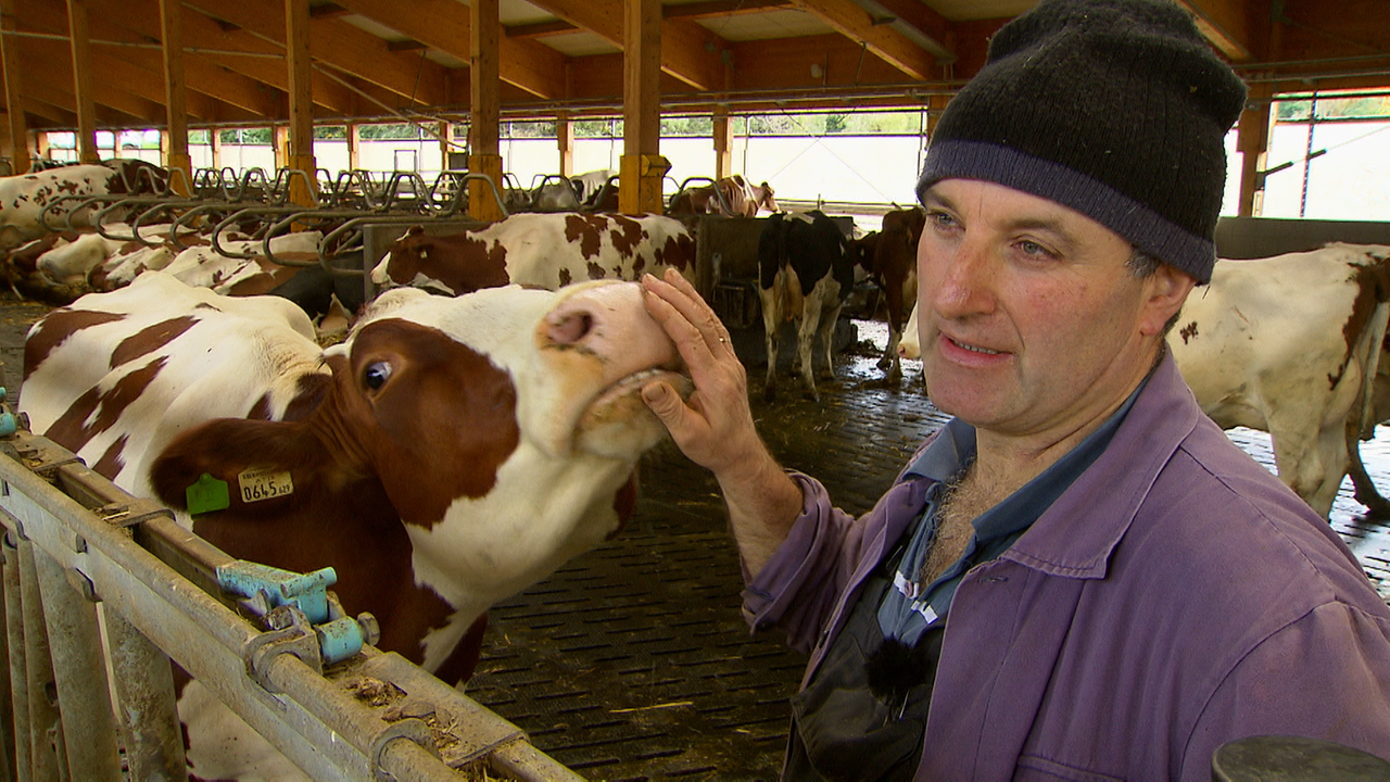 Eine Kuh im Stall riecht an der Hand vom Bauern 