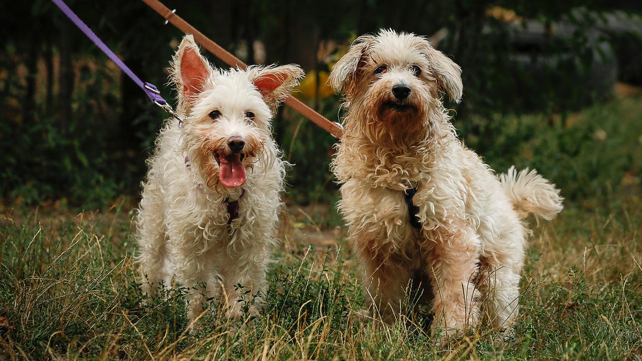 © ORF / KATRIN JENNI Chinesische Schopfhunde Rudi und Tommy im Tierschutz Austria in Vösendorf
