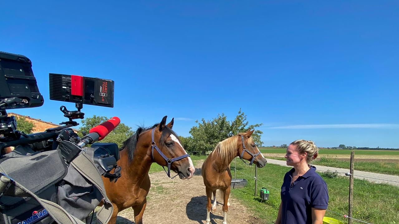 © ORF/ Katrin Jenni Die Wanderreitpferde „Jorge“ (fuchsfarben) und „Remus“ (braun)
