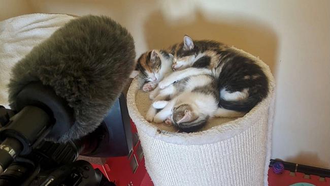 Schlafende Katzenbabies im TierQuarTier Wien