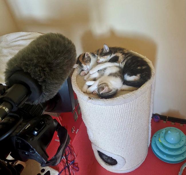 © ORF / Katrin Jenni Schlafende Katzenbabies im TierQuarTier Wien