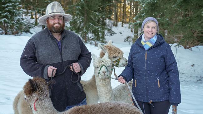Daniel Schartner und Sandra Weissenbacher nehmen ihre Gäste in Gaissau mit auf eine winterliche Alpakawanderung