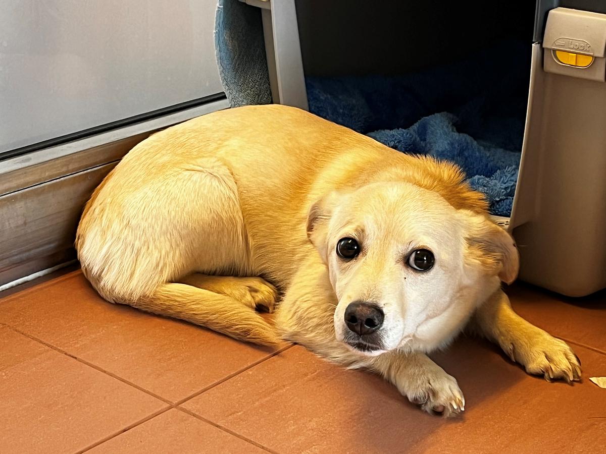 © TierQuarTier Hundewelpe Fridolin