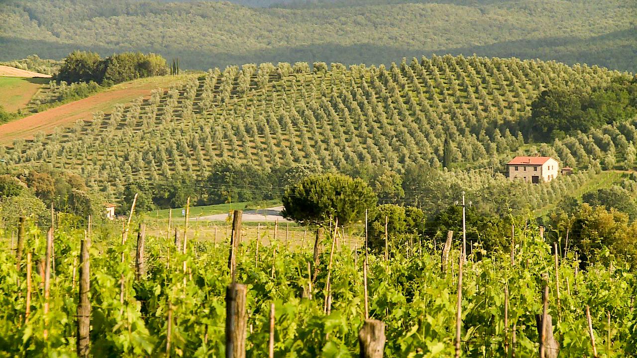 © ORF/Moviementum Filmproduktion Weinberg in der Toskana