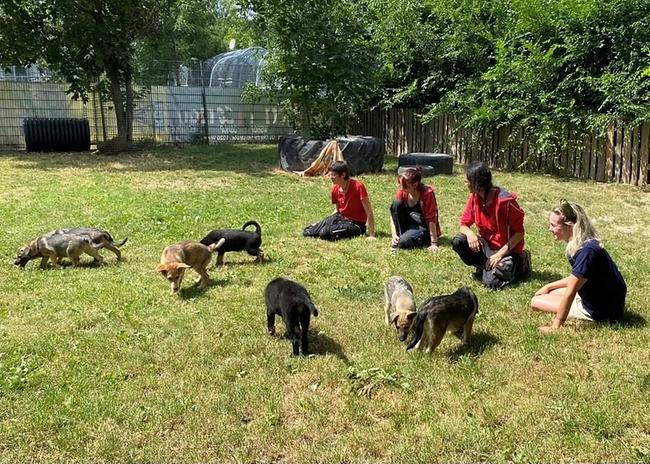 Die sieben Welpen warten im Tierschutz Austria auf ein neues Zuhause