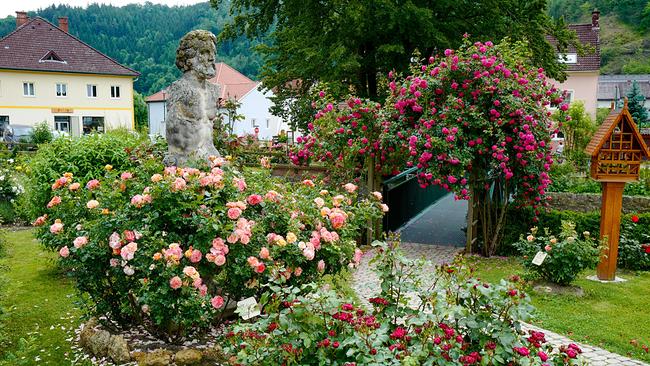 Im Duftrosengarten im Kirchhof in Kirchschlag und im angrenzenden Park mit Rosenlehrpfad gibt es insgesamt ca. 500 Rosensorten zu bewundern